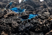 Blue Rili Shrimp from JA swimming in an aquatic tank, showcasing its vibrant blue and white coloration.