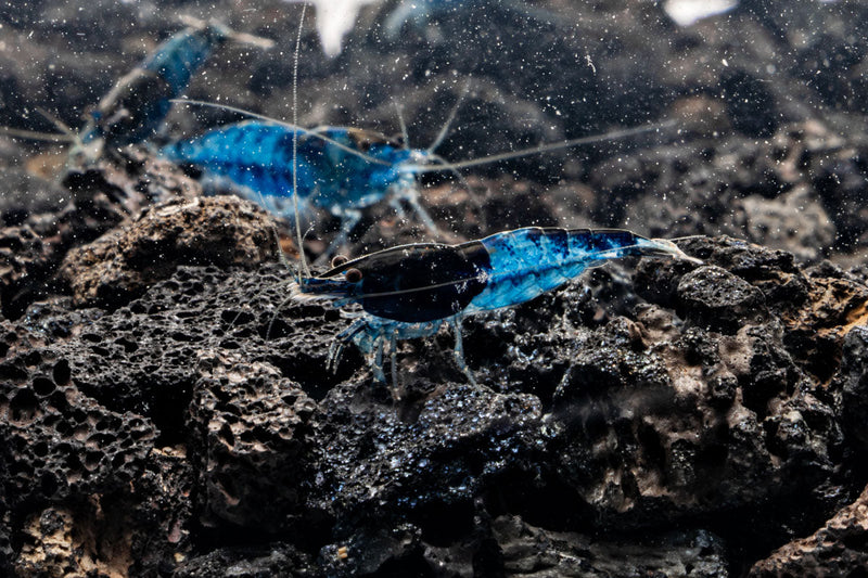Blue Rili Shrimp from JA swimming in an aquatic tank, showcasing its vibrant blue and white coloration.
