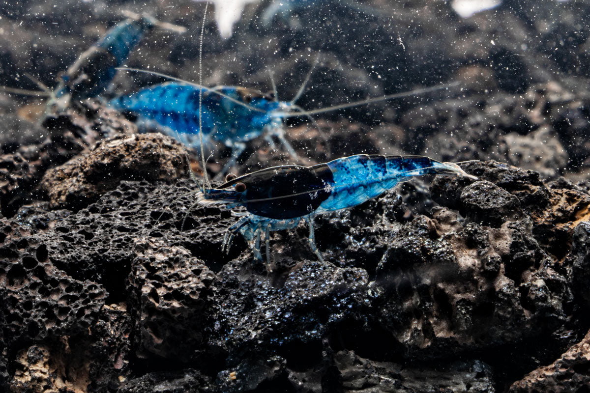 Blue Dream Rili Shrimp Health Problems: Solutions and Prevention