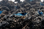 Blue Rili Shrimp from JA, showcasing vibrant blue and white patterned freshwater shrimp with detailed shell and antennae.