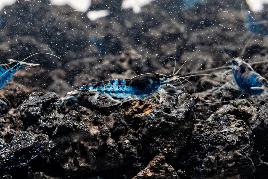 Blue Rili Blue Rili Shrimp (Neocaridina davidi) - Live Aquarium Shrimp