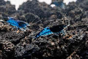 Blue Rili Shrimp, a vibrant freshwater shrimp from the JA brand, showcasing its bright blue and white coloration.