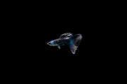 Blue Tarzan Guppies breeding pair from CT, showcasing vibrant blue and patterned fish with flowing fins in an aquatic setting.