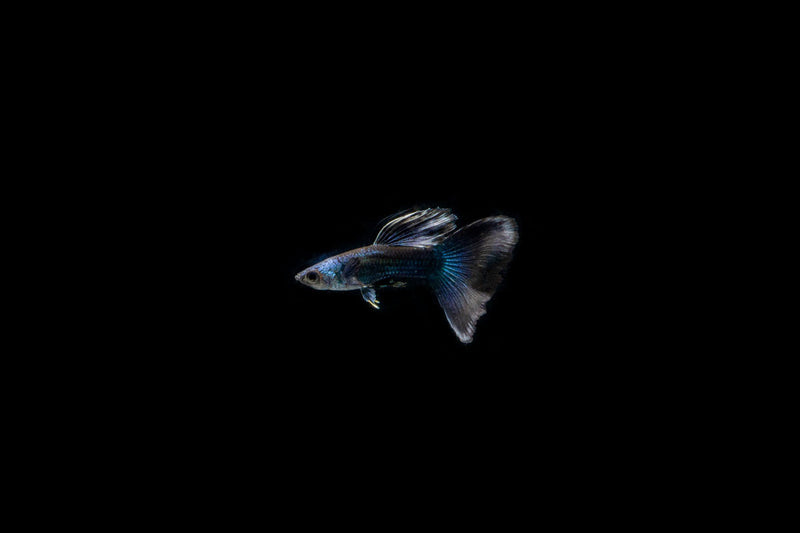 Blue Tarzan Guppies breeding pair from CT, showcasing vibrant blue and patterned fish with flowing fins in an aquatic setting.
