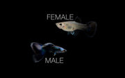 Blue Tarzan Guppies breeding pair from CT, showcasing vibrant blue coloration and detailed fin patterns in a freshwater aquarium setting.