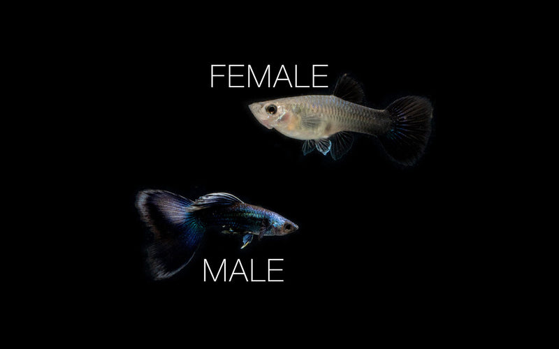 Blue Tarzan Guppies breeding pair from CT, showcasing vibrant blue coloration and detailed fin patterns in a freshwater aquarium setting.