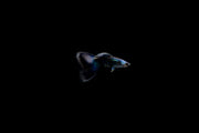 Blue Tarzan Guppies breeding pair, vibrant freshwater fish from CT, showcasing their striking blue and black coloration.
