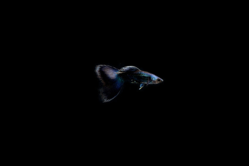 Blue Tarzan Guppies breeding pair, vibrant freshwater fish from CT, showcasing their striking blue and black coloration.