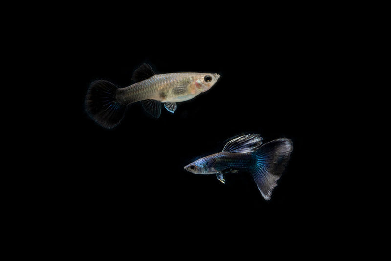 Blue Tarzan Guppies breeding pair from CT, showing vibrant blue coloration and detailed fins in an aquatic environment.