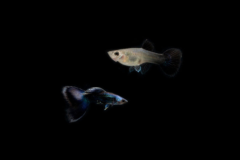 Pair of Blue Tarzan Guppies from CT, showcasing vibrant blue coloration and distinctive fins in a freshwater aquarium setting.