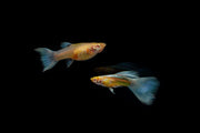 Pair of Blue Topaz Guppies, vibrant fish from CT, showing bright blue coloration and flowing fins in a clear aquarium setting.