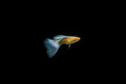Pair of Blue Topaz Guppies, vibrant freshwater fish, from CT, showcasing their bright blue coloration and flowing fins.