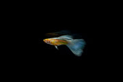 Pair of Blue Topaz Guppies, vibrant freshwater fish breed by CT, showcasing their bright blue coloration and distinctive fins.