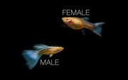 Pair of Blue Topaz Guppies from CT, showcasing vibrant blue coloration and flowing fins in a freshwater aquarium setting.