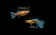 Pair of Blue Topaz Guppies, vibrant freshwater fish from CT, showing their colorful blue and orange tails in a clear aquarium.