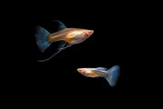 Blue Tuxedo Albino Guppies, vibrant fish with striking blue and white coloration, swimming in a clear aquarium.