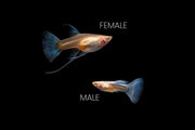 Group of Blue Tuxedo Albino Guppies, vibrant freshwater fish with blue and white coloration, swimming in an aquarium.