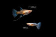 Group of Blue Tuxedo Albino Guppies, vibrant freshwater fish with blue and white coloration, swimming in an aquarium.