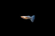 Group of Blue Tuxedo Albino Guppies, colorful freshwater fish with vibrant blue and white markings, swimming in an aquarium.