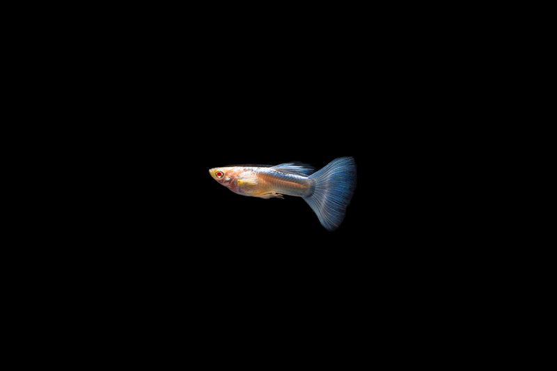 Group of Blue Tuxedo Albino Guppies, colorful freshwater fish with vibrant blue and white markings, swimming in an aquarium.