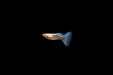 Group of Blue Tuxedo Albino Guppies, colorful freshwater fish with vibrant blue and white markings, swimming in an aquarium.