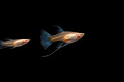 Blue Tuxedo Albino Guppies, vibrant fish with striking blue and white coloration, swimming in an aquarium.