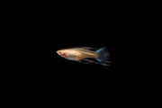 Group of Blue Tuxedo Albino Guppies, vibrant fish species with blue and white coloring, swimming in an aquarium.