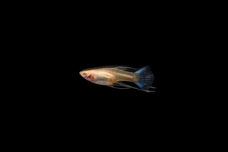 Group of Blue Tuxedo Albino Guppies, vibrant fish species with blue and white coloring, swimming in an aquarium.