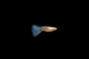 Group of Blue Tuxedo Albino Guppies, vibrant freshwater fish with blue and white coloration, swimming in clear aquarium water.