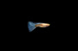 Group of Blue Tuxedo Albino Guppies, vibrant freshwater fish with blue and white coloration, swimming in clear aquarium water.
