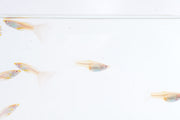 Group of Blue Tuxedo Albino Guppies, vibrant freshwater fish with striking blue and white coloration, swimming in an aquarium.