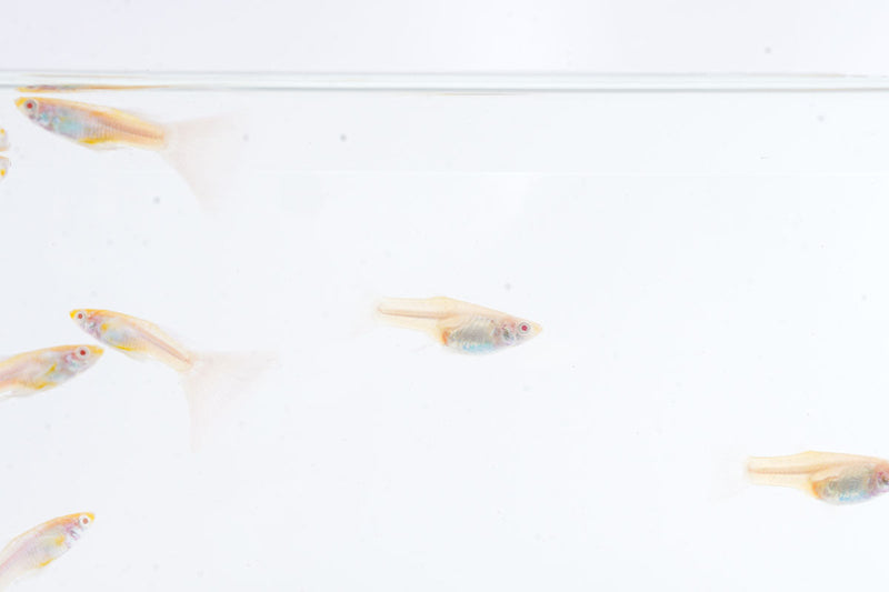 Group of Blue Tuxedo Albino Guppies, vibrant freshwater fish with striking blue and white coloration, swimming in an aquarium.
