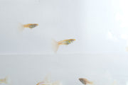 Blue Tuxedo Albino Guppies, vibrant freshwater fish with striking blue and white coloration, swimming in an aquarium.