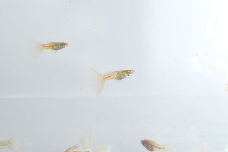 Blue Tuxedo Albino Guppies, vibrant freshwater fish with striking blue and white coloration, swimming in an aquarium.