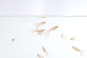 Blue Tuxedo Albino Guppies, vibrant freshwater fish with distinctive blue and white tuxedo pattern, by JA.