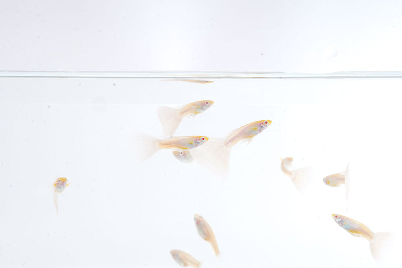 Blue Tuxedo Albino Guppies, vibrant freshwater fish with distinctive blue and white tuxedo pattern, by JA.