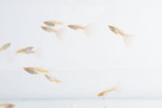Blue Tuxedo Albino Guppies, vibrant fish with striking blue and white coloration, swimming in an aquarium.