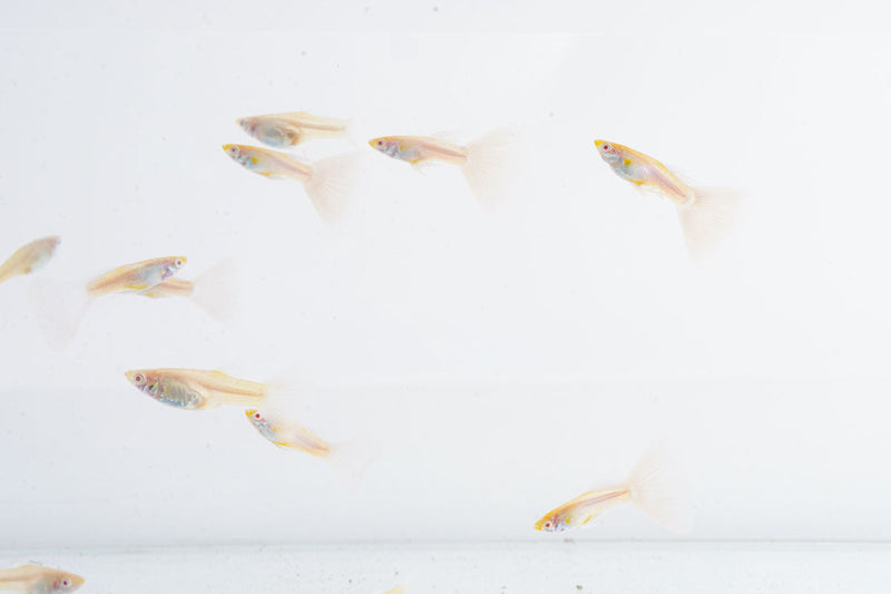 Blue Tuxedo Albino Guppies, vibrant fish with striking blue and white coloration, swimming in an aquarium.