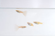 Group of Blue Tuxedo Albino Guppy fish with vibrant blue and white coloration swimming in an aquarium.