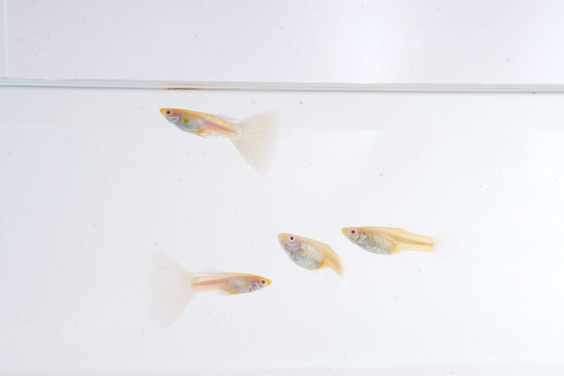 Group of Blue Tuxedo Albino Guppy fish with vibrant blue and white coloration swimming in an aquarium.