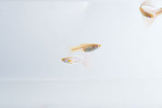 Blue tuxedo Albino Guppies, vibrant freshwater fish by JA, swimming in an aquarium with their distinctive coloration.