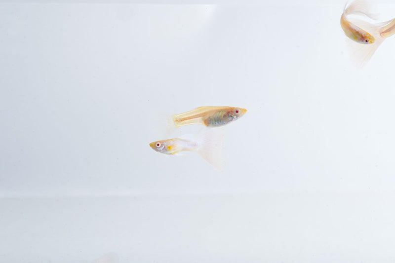 Blue tuxedo Albino Guppies, vibrant freshwater fish by JA, swimming in an aquarium with their distinctive coloration.