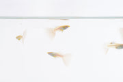 Blue tuxedo Albino Guppies fish by JA swimming in an aquarium, showcasing vibrant blue and white coloration with elegant fins.