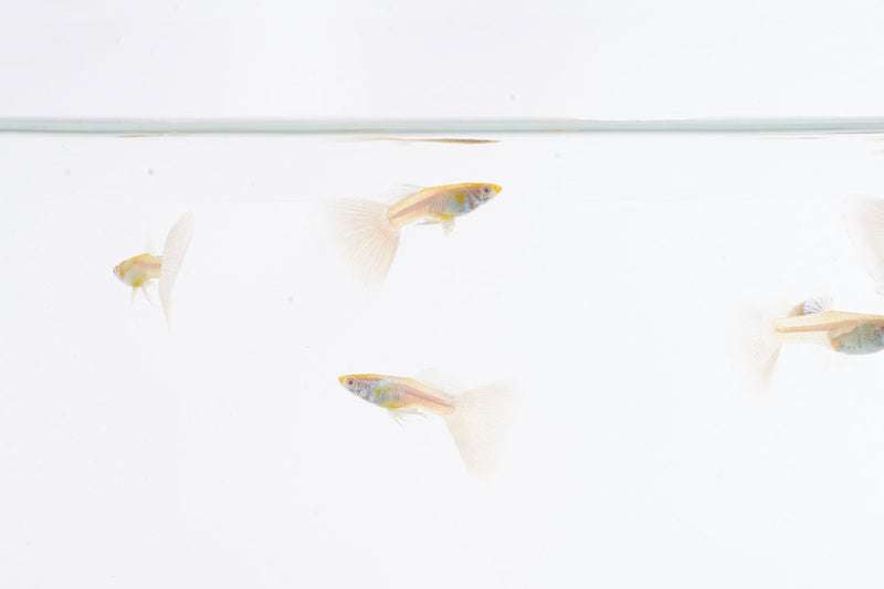 Blue tuxedo Albino Guppies fish by JA swimming in an aquarium, showcasing vibrant blue and white coloration with elegant fins.