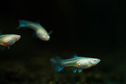 Blue Tuxedo Albino Guppies, vibrant freshwater fish with striking blue and white coloration, swimming in an aquarium.