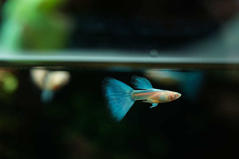 Blue Tuxedo Albino Guppies swimming in an aquarium, showcasing vibrant blue and white coloration, healthy fish from JA.