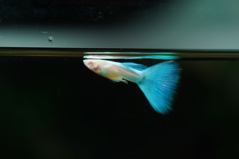 Blue Tuxedo Albino Guppies fish from JA with vibrant blue and white coloration swimming in an aquatic tank.