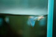 Blue Tuxedo Albino Guppies, vibrant freshwater fish with striking blue and white coloration, from JA brand.