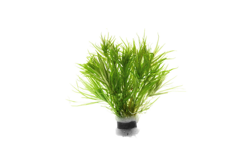 Healthy Blyxa Japonica aquatic plant from IS, showcasing bright green, slender leaves ideal for freshwater aquarium decoration.