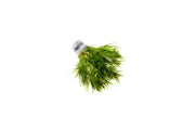 Healthy Blyxa Japonica aquatic plant from IS, showing slender green stems and dense foliage suitable for freshwater aquariums.